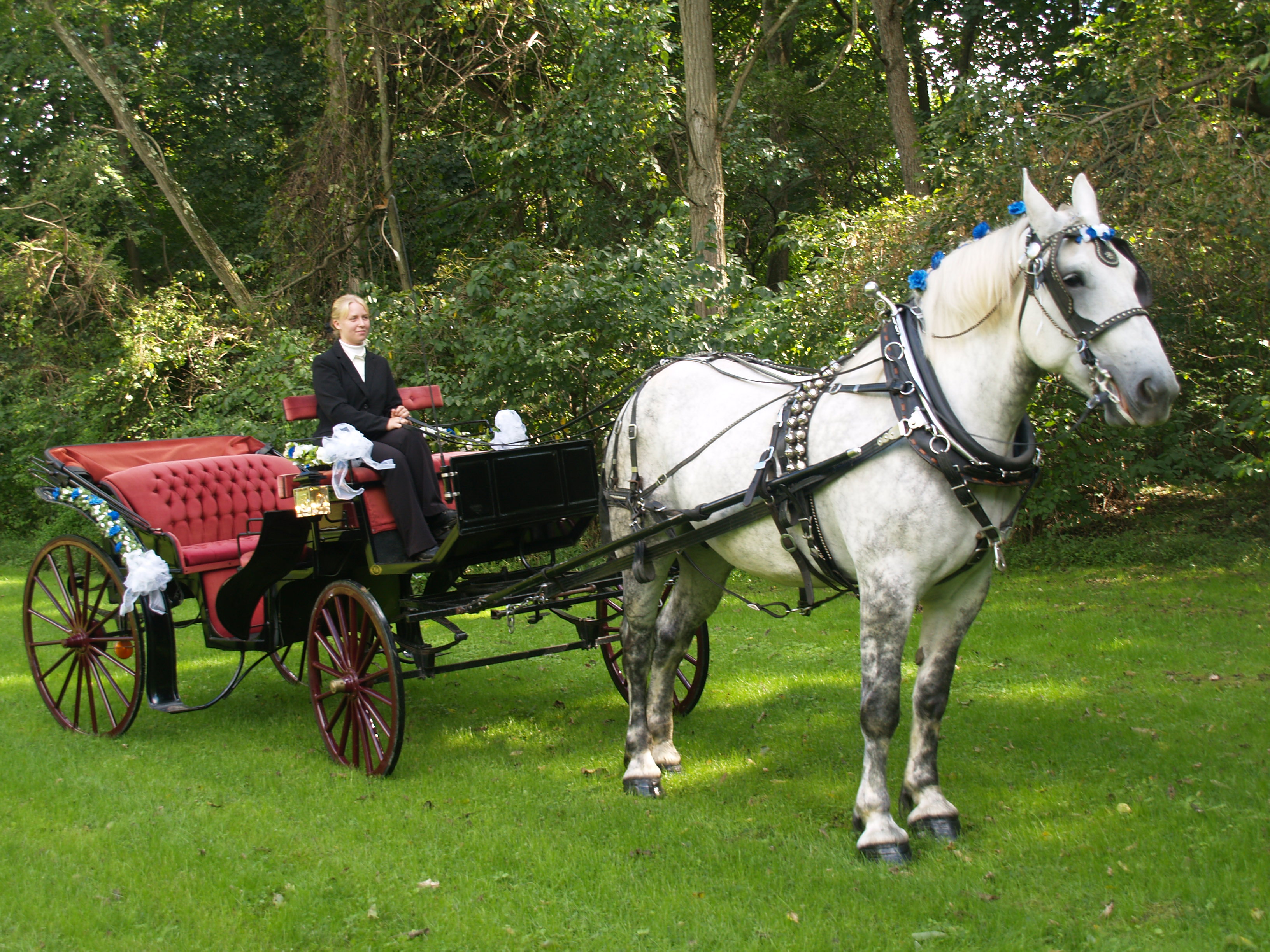 Benchfield Farms, Black Wedding Vis a Vis