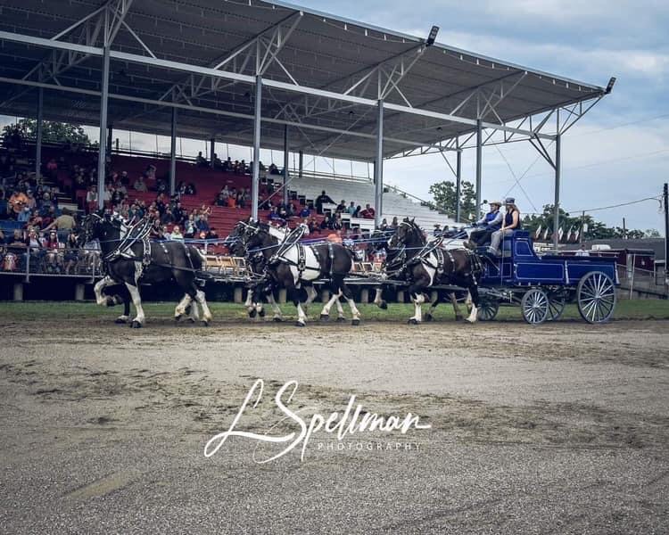 Benchfield Farms Oliver Twist Stallion