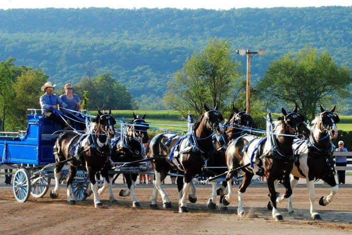 Benchfield Farm's winning 6 horse hitch team