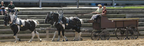 Benchfield Farms, Brass Rail Wagon, Unicorn Hitch